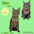Rex