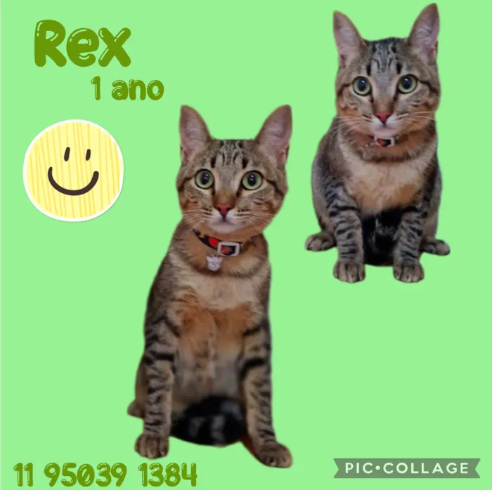Gato ra a  idade 1 ano nome Rex