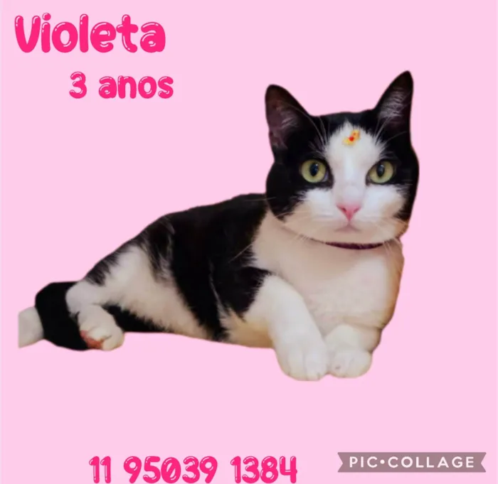 Gato ra a  idade 3 anos nome Violeta