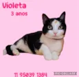 Violeta