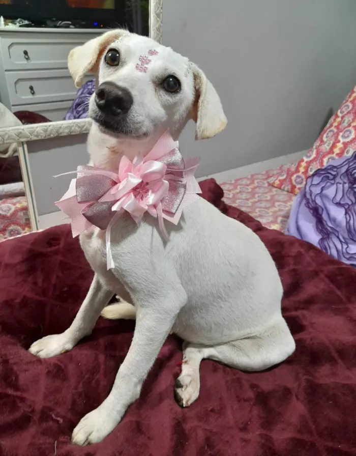 Cachorro ra a SRD-ViraLata idade 6 ou mais anos nome Duda
