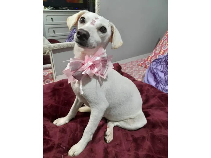 Cachorro ra a SRD-ViraLata idade 6 ou mais anos nome Duda