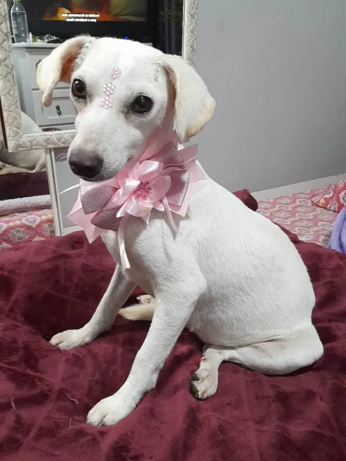 Cachorro ra a SRD-ViraLata idade 6 ou mais anos nome Duda