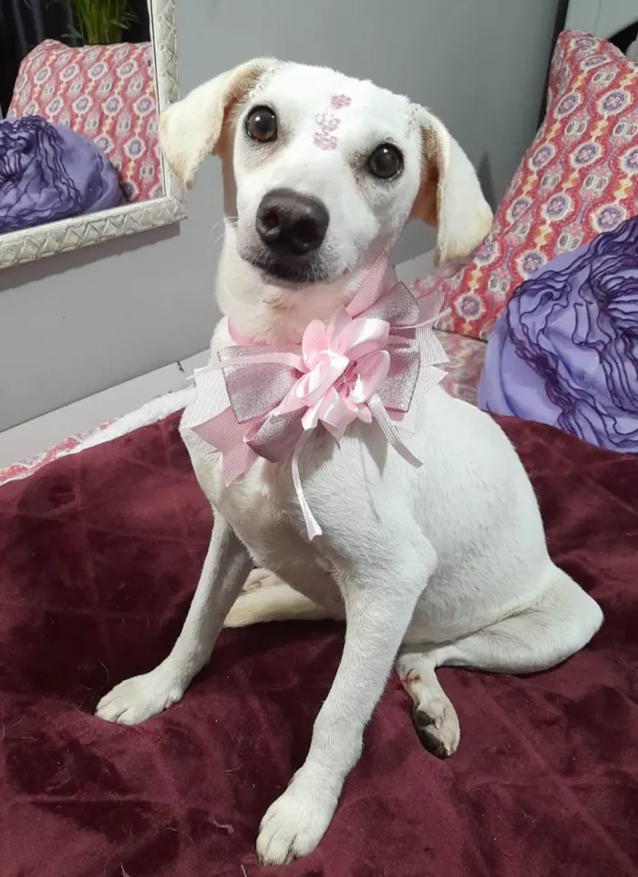 Cachorro ra a SRD-ViraLata idade 6 ou mais anos nome Duda