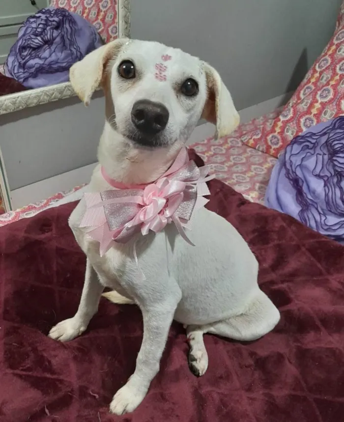 Cachorro ra a SRD-ViraLata idade 6 ou mais anos nome Duda