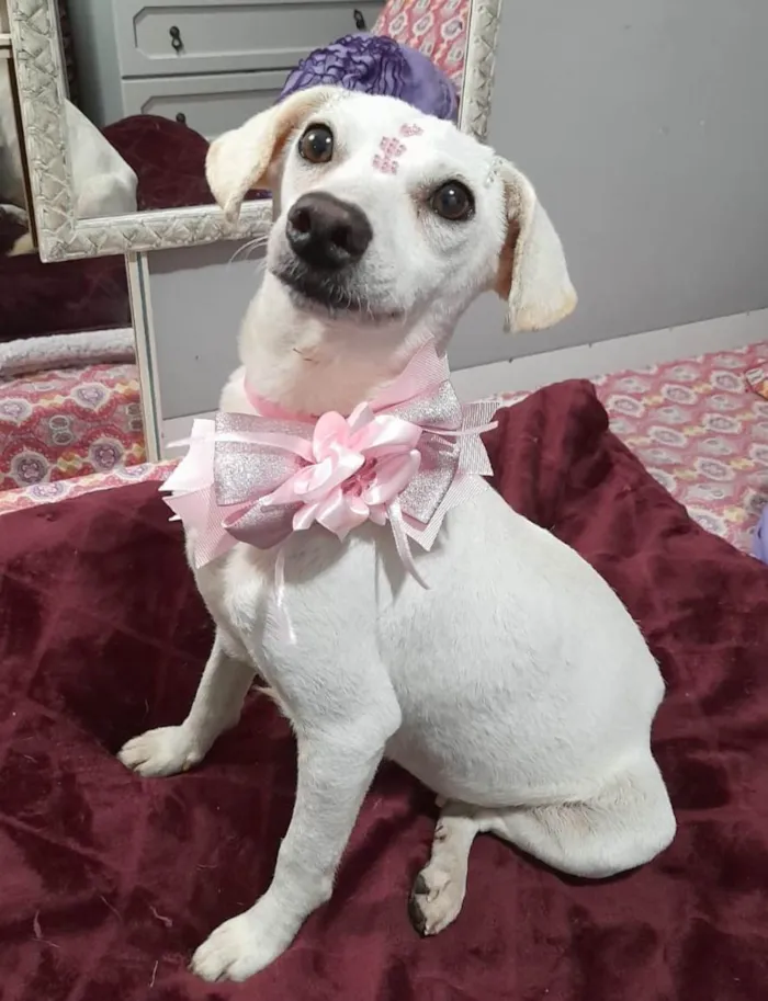 Cachorro ra a SRD-ViraLata idade 6 ou mais anos nome Duda