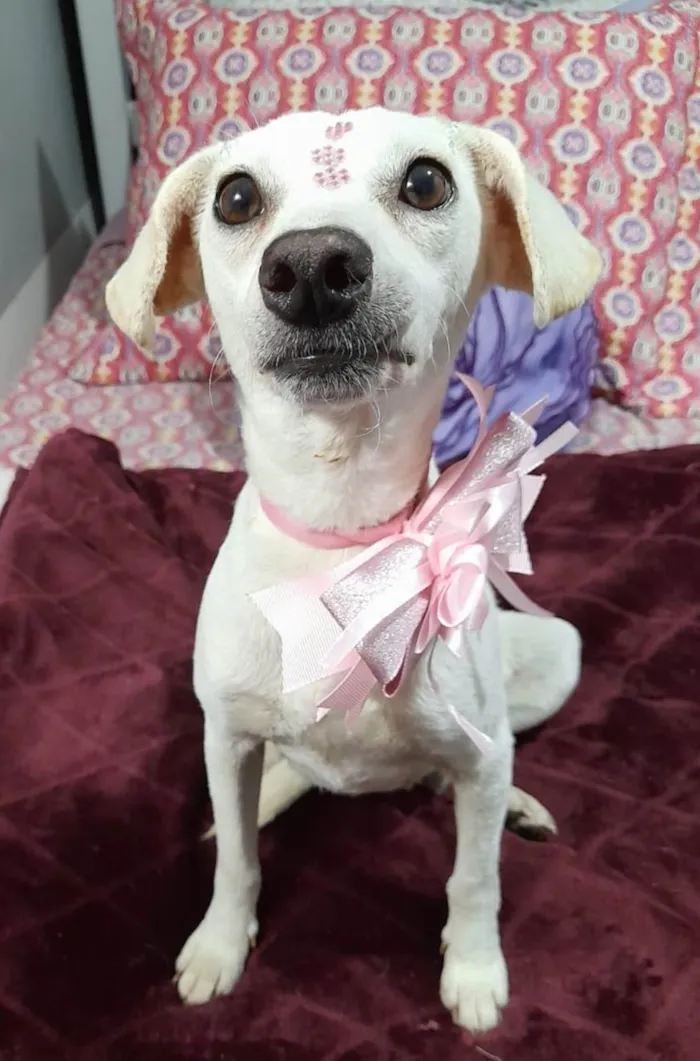Cachorro ra a SRD-ViraLata idade 6 ou mais anos nome Duda