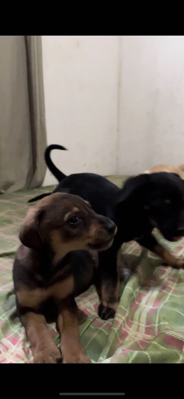 Cachorro ra a SRD-ViraLata idade 2 a 6 meses nome Sem Nome