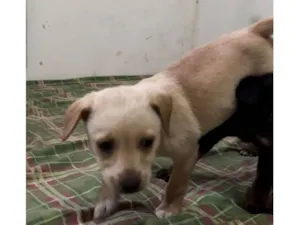 Cachorro raça SRD-ViraLata idade 2 a 6 meses nome Sem Nome