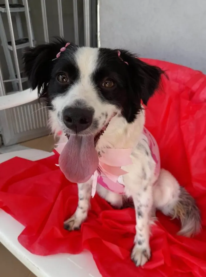 Cachorro ra a SRD-ViraLata idade 2 anos nome Luna