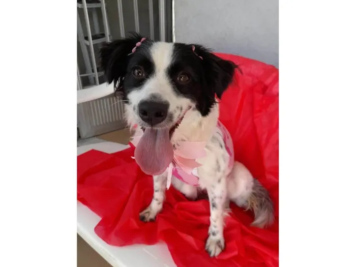 Cachorro ra a SRD-ViraLata idade 2 anos nome Luna