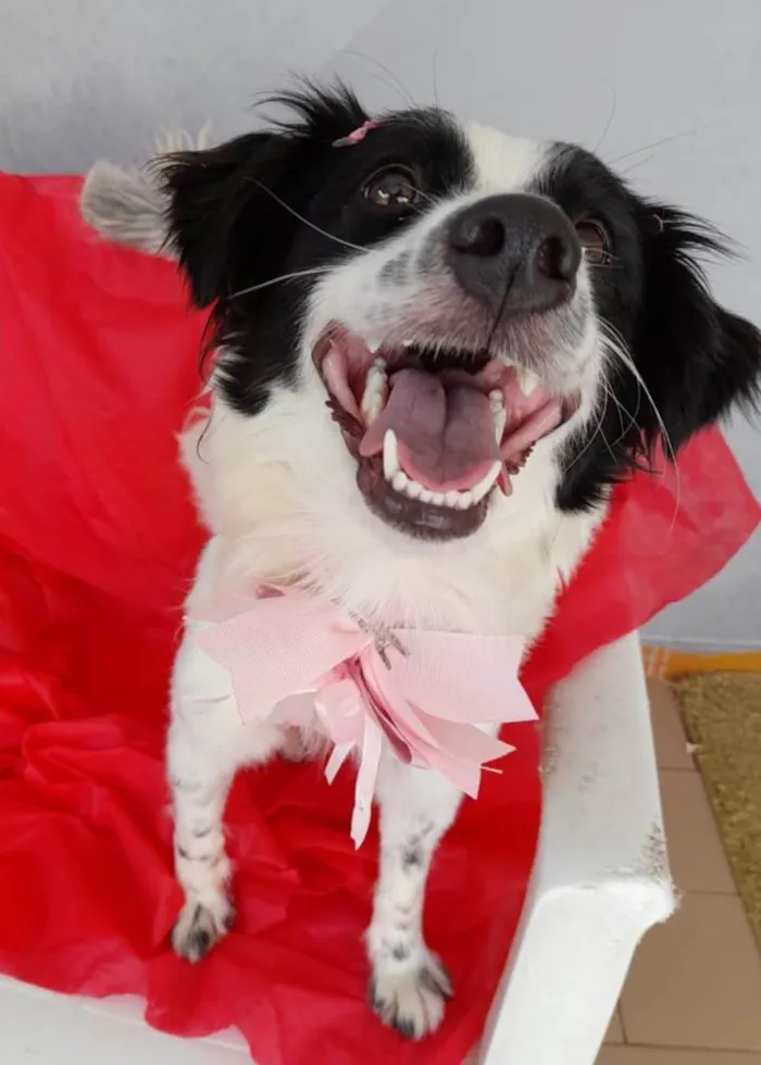 Cachorro ra a SRD-ViraLata idade 2 anos nome Luna
