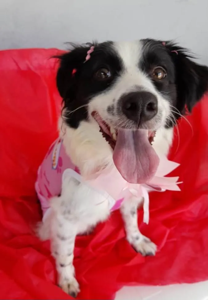Cachorro ra a SRD-ViraLata idade 2 anos nome Luna