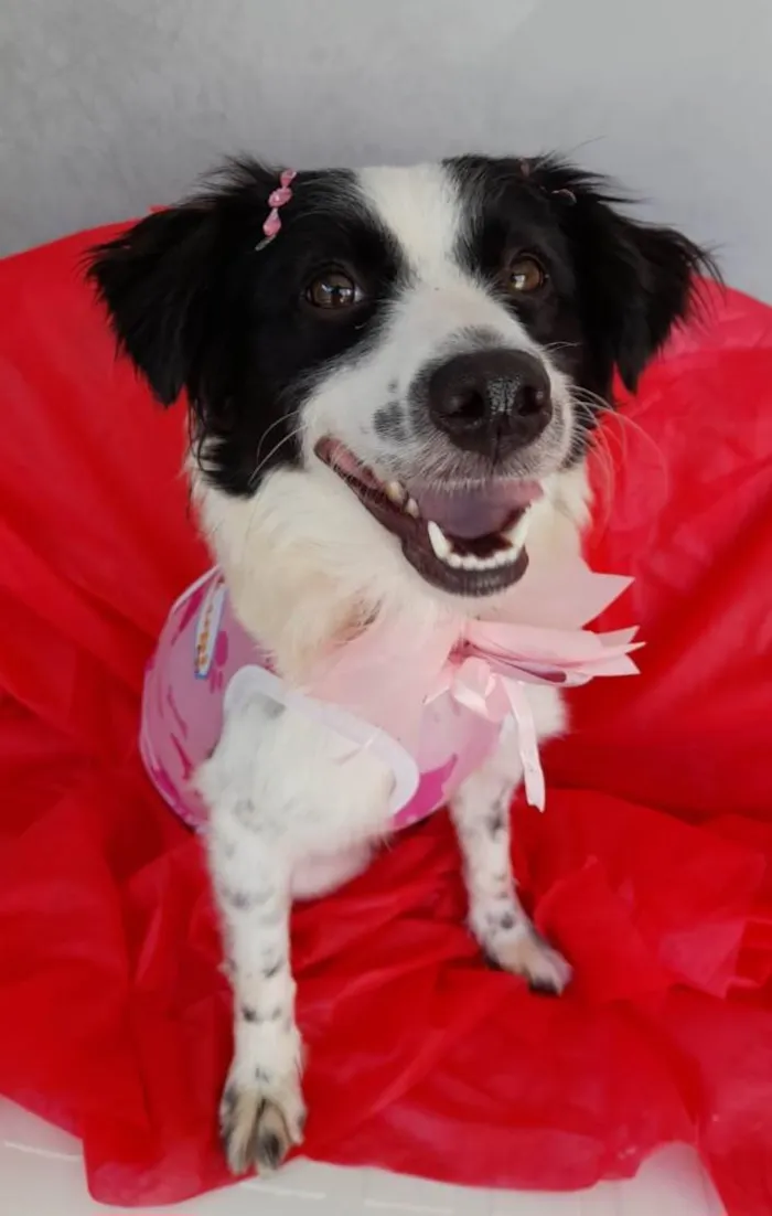 Cachorro ra a SRD-ViraLata idade 2 anos nome Luna