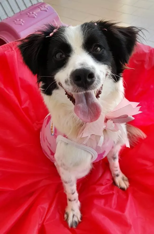 Cachorro ra a SRD-ViraLata idade 2 anos nome Luna