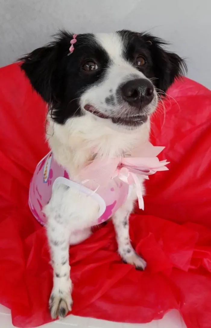 Cachorro ra a SRD-ViraLata idade 2 anos nome Luna