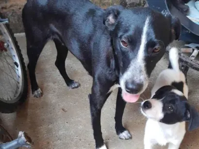 Cachorro raça Vira lata idade 2 a 6 meses nome Pipoca, chocolate, cafezinho, 