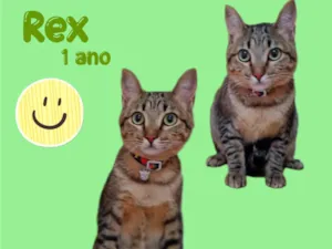Gato raça  idade 1 ano nome Rex