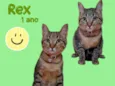 Rex