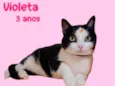 Violeta