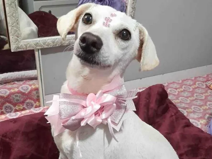 Cachorro ra a SRD-ViraLata idade 6 ou mais anos nome Duda