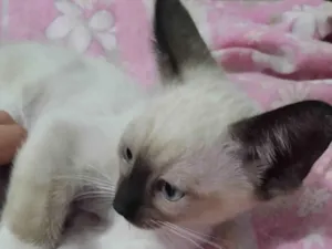 Gato raça  idade Abaixo de 2 meses nome Branquinho - Adotado 