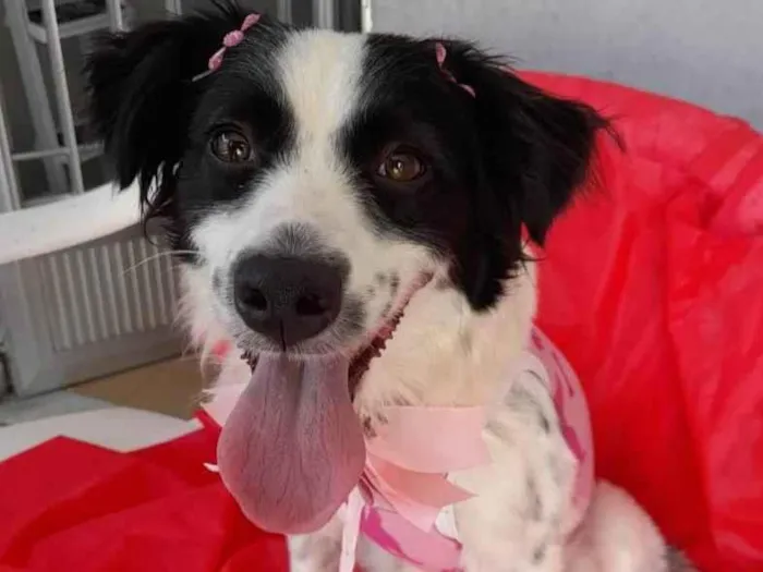 Cachorro ra a SRD-ViraLata idade 2 anos nome Luna