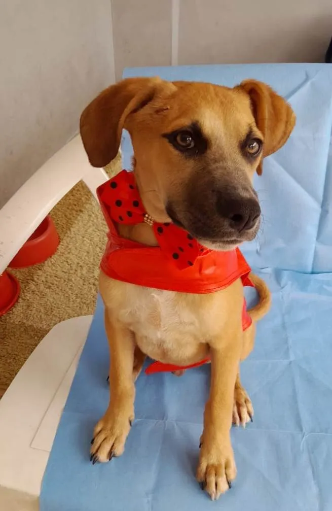 Cachorro ra a SRD-ViraLata idade 2 a 6 meses nome Kallee  e Shury