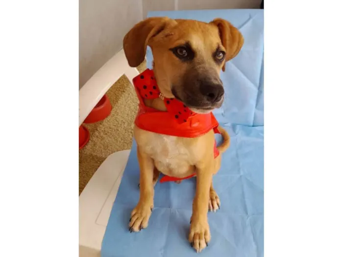 Cachorro ra a SRD-ViraLata idade 2 a 6 meses nome Kallee  e Shury