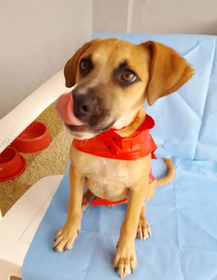 Cachorro ra a SRD-ViraLata idade 2 a 6 meses nome Kallee  e Shury