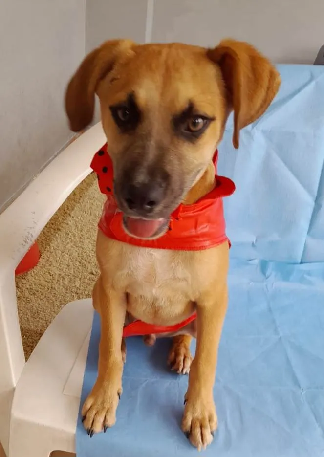 Cachorro ra a SRD-ViraLata idade 2 a 6 meses nome Kallee  e Shury