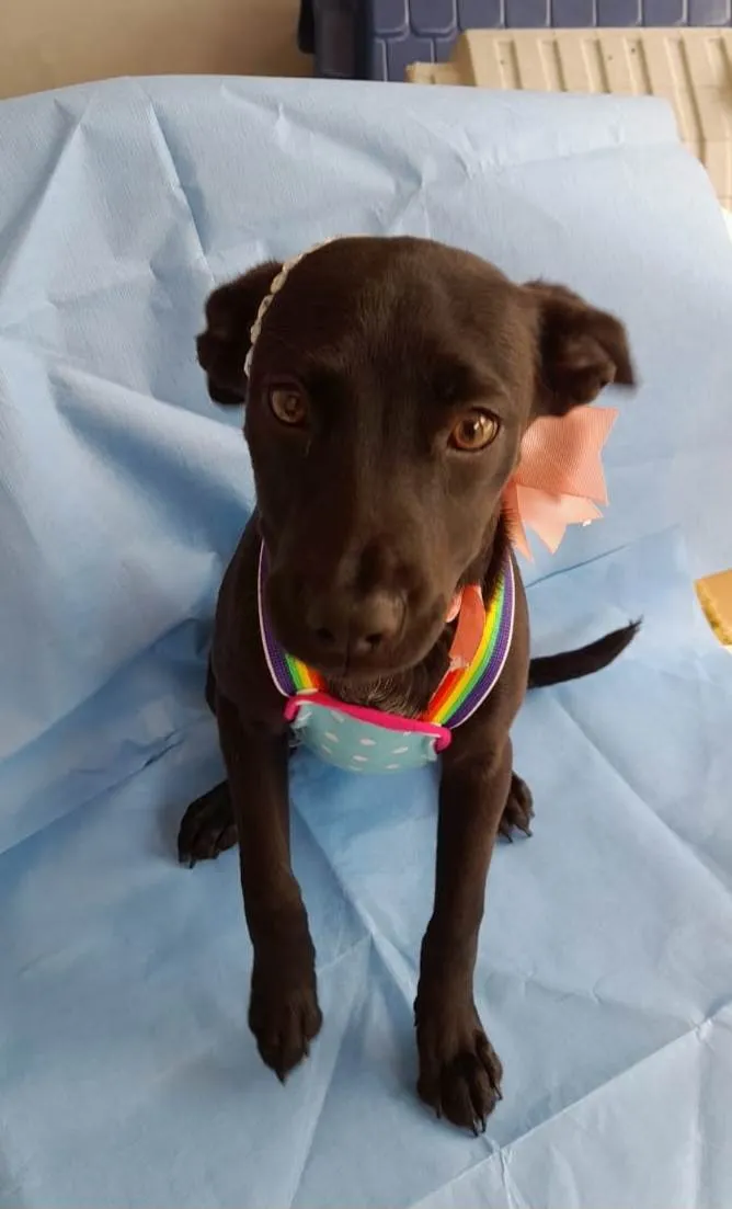 Cachorro ra a SRD-ViraLata idade 2 a 6 meses nome Kallee  e Shury
