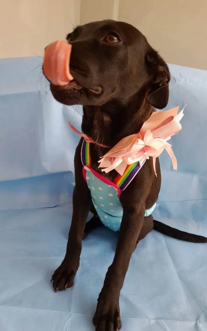 Cachorro ra a SRD-ViraLata idade 2 a 6 meses nome Kallee  e Shury