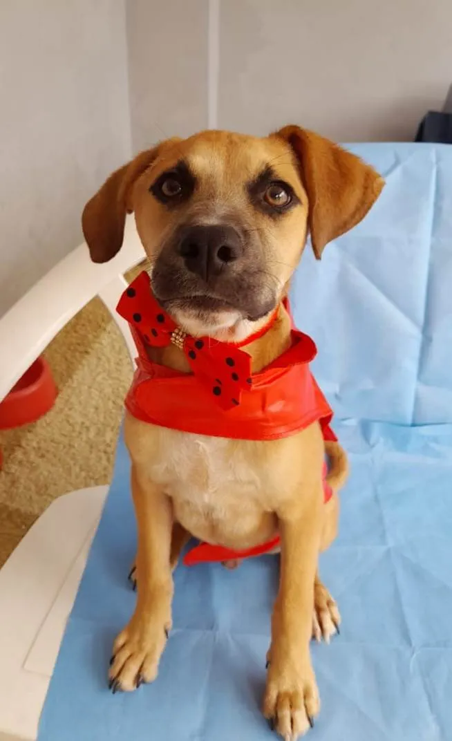Cachorro ra a SRD-ViraLata idade 2 a 6 meses nome Kallee  e Shury