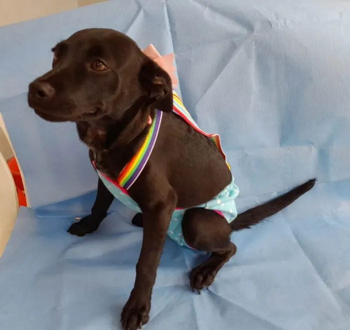 Cachorro ra a SRD-ViraLata idade 2 a 6 meses nome Kallee  e Shury