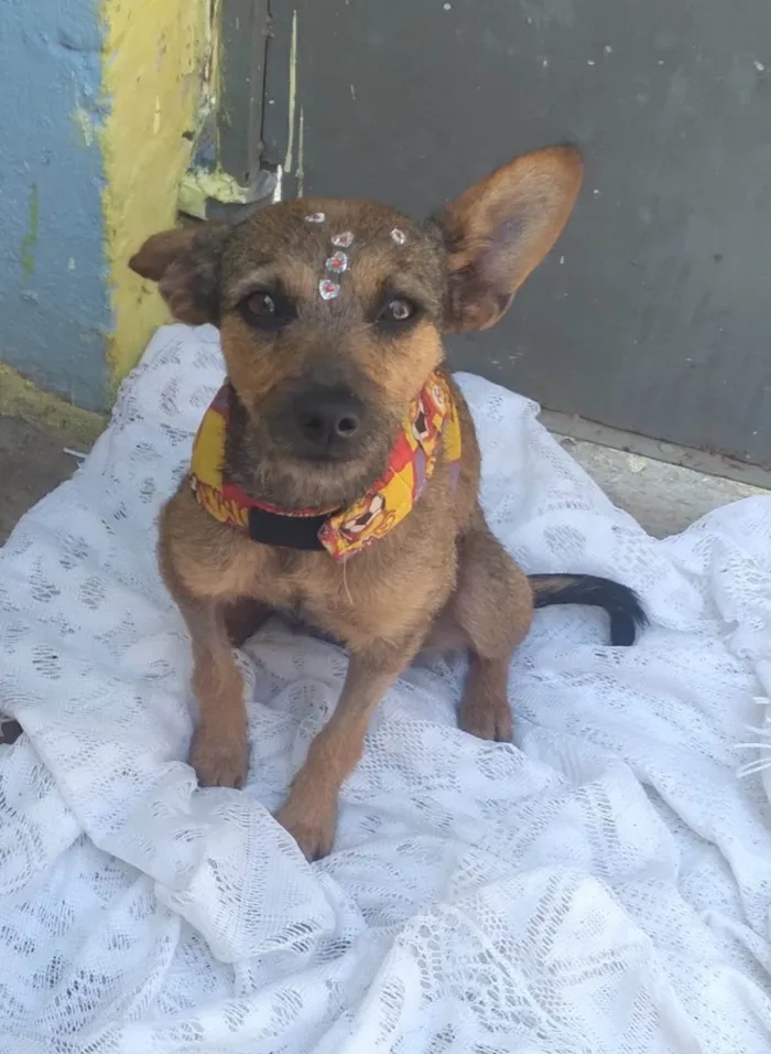 Cachorro ra a SRD idade 1 ano nome Mila