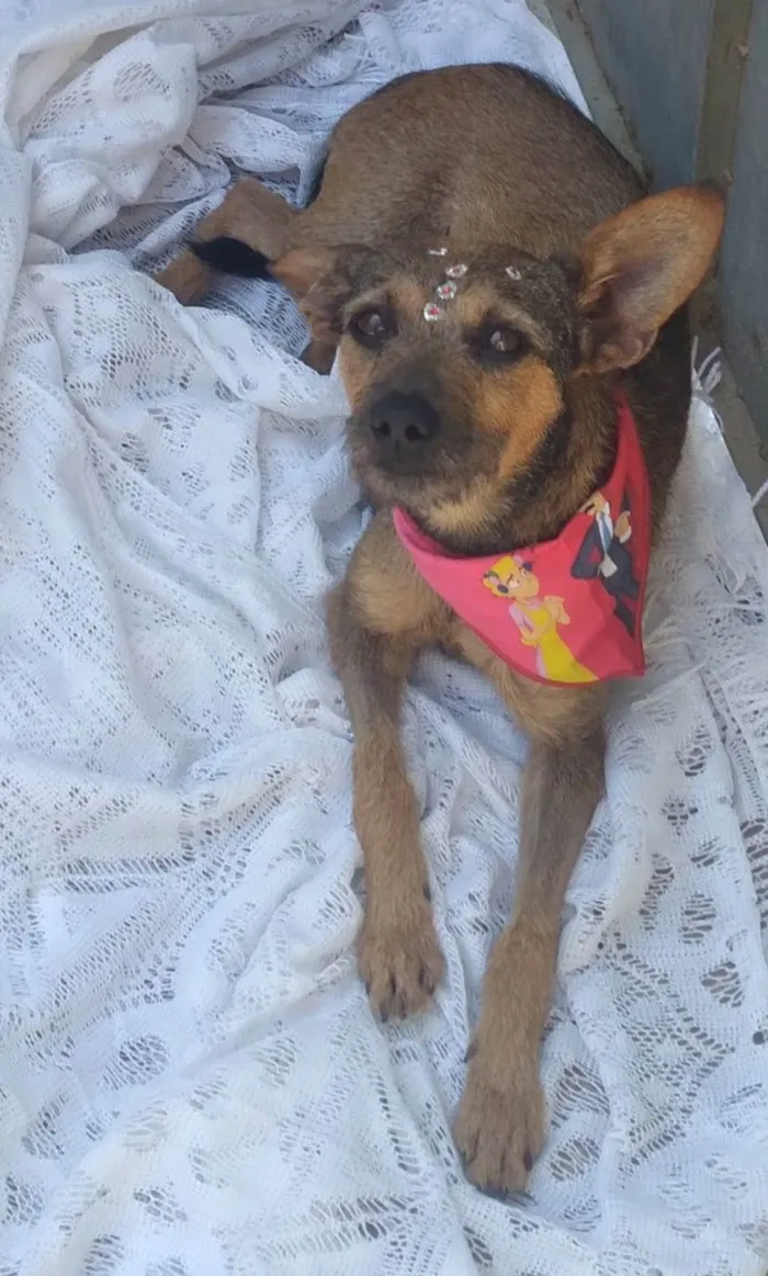 Cachorro ra a SRD idade 1 ano nome Mila