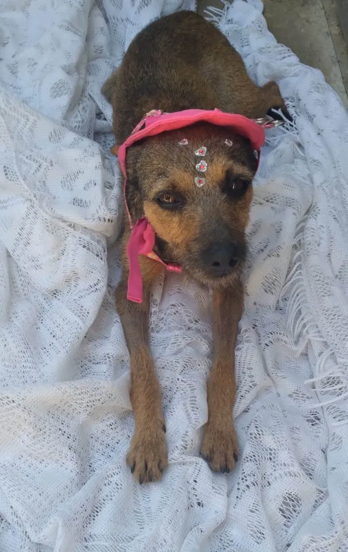 Cachorro ra a SRD idade 1 ano nome Mila