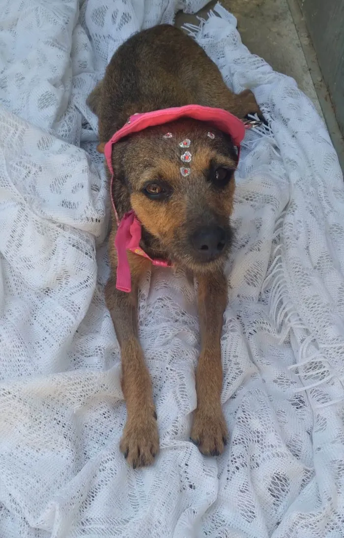 Cachorro ra a SRD idade 1 ano nome Mila