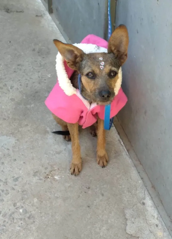 Cachorro ra a SRD idade 1 ano nome Mila