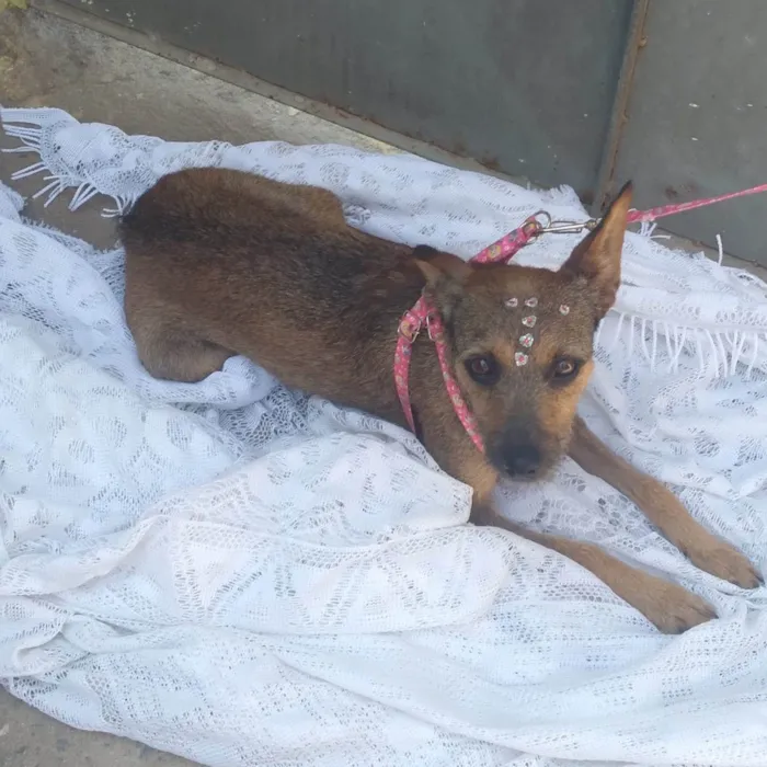 Cachorro ra a SRD idade 1 ano nome Mila