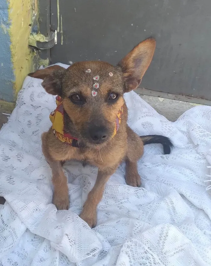 Cachorro ra a SRD idade 1 ano nome Mila