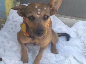 Cachorro raça SRD idade 1 ano nome Mila