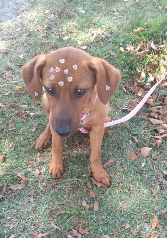 Cachorro ra a SRD idade 2 a 6 meses nome Paçoca