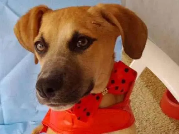 Cachorro ra a SRD-ViraLata idade 2 a 6 meses nome Kallee  e Shury