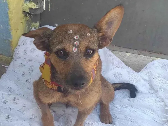 Cachorro ra a SRD idade 1 ano nome Mila