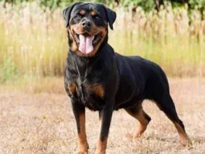 Cachorro raça Rottweiler  idade 2 anos nome Juliana 