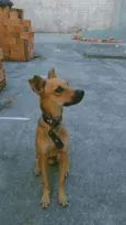 Nikolas ( Niko )