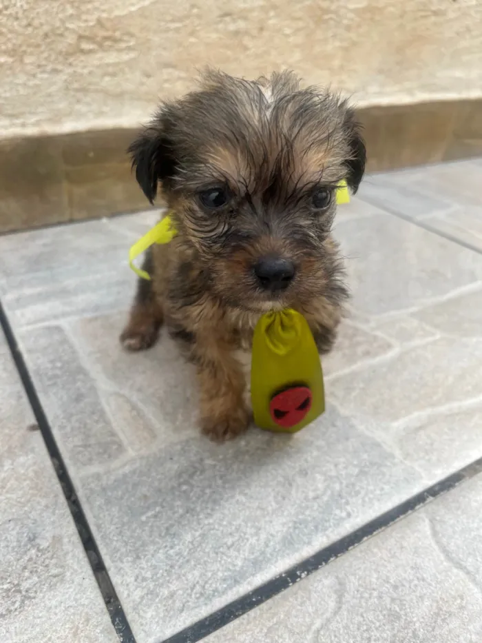 Cachorro ra a SRD-ViraLata idade Abaixo de 2 meses nome Sem Nome 