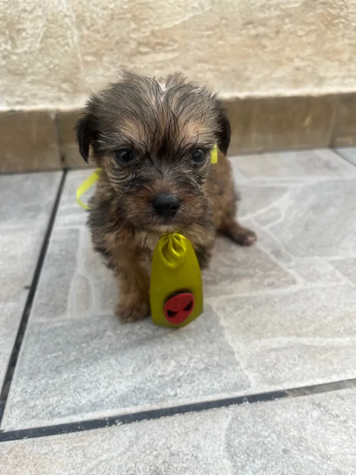Cachorro ra a SRD-ViraLata idade Abaixo de 2 meses nome Sem Nome 
